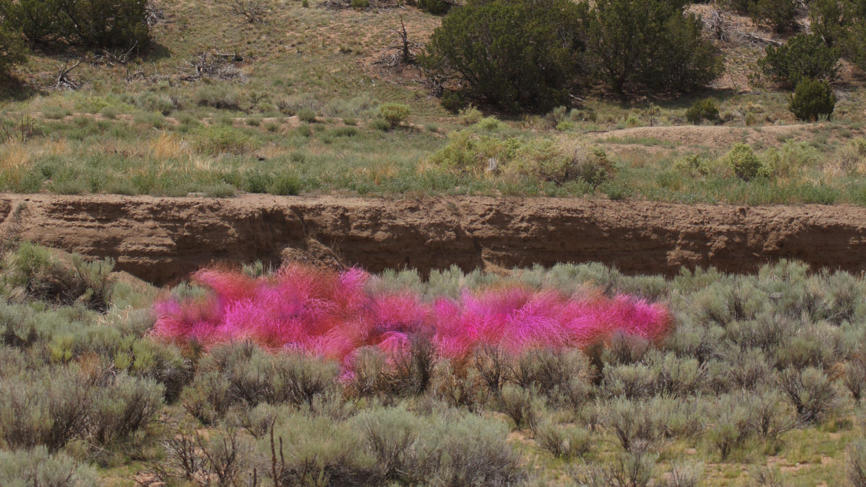 Arroyo Ring in Magenta