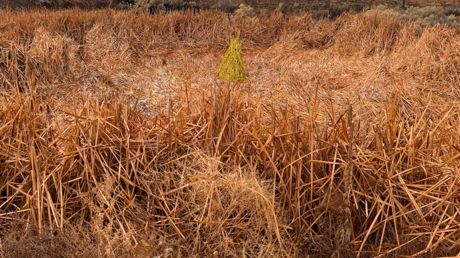 Cattails with Chartreuse Centerpiece