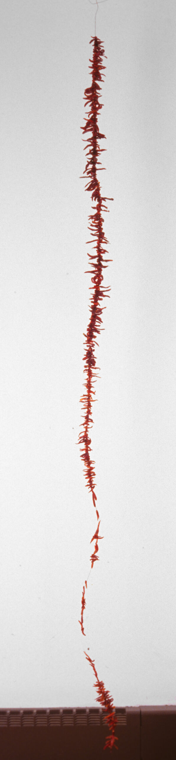 Transrational Red

electrical wire, cayenne peppers

H. 120″ W. 6″

$900