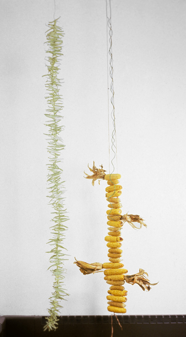 Transrational Green (left) and Transrational Yellow (right)
electrical wire, freeze-dried green beans, dired corn

H. 108″  W.  variable

NFS – Transrational Green
$1800 – Transrational Yellow