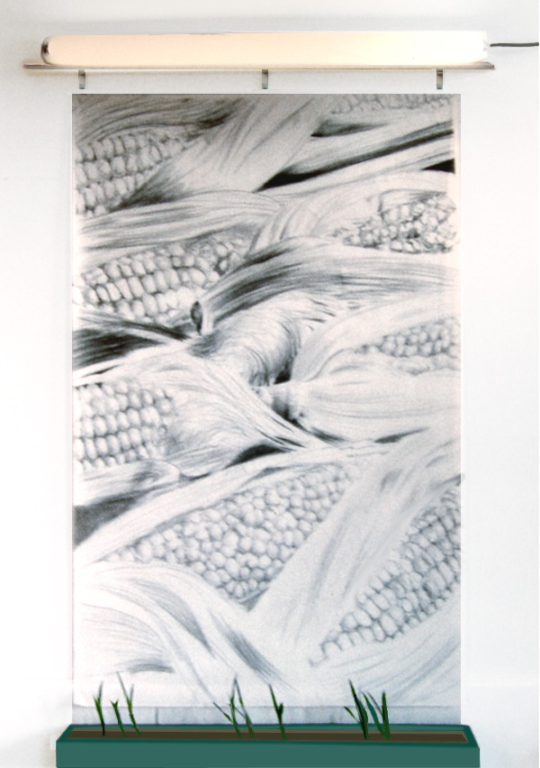Sow Corn Seed 4 Inches Apart, Thin to 6 Inches, Harvest When Silk Are Brown and Moist

graphite, vellum, corn seed, garden box, soil, light, water

H. 84″ W. 42″ D. 8″

$6500
