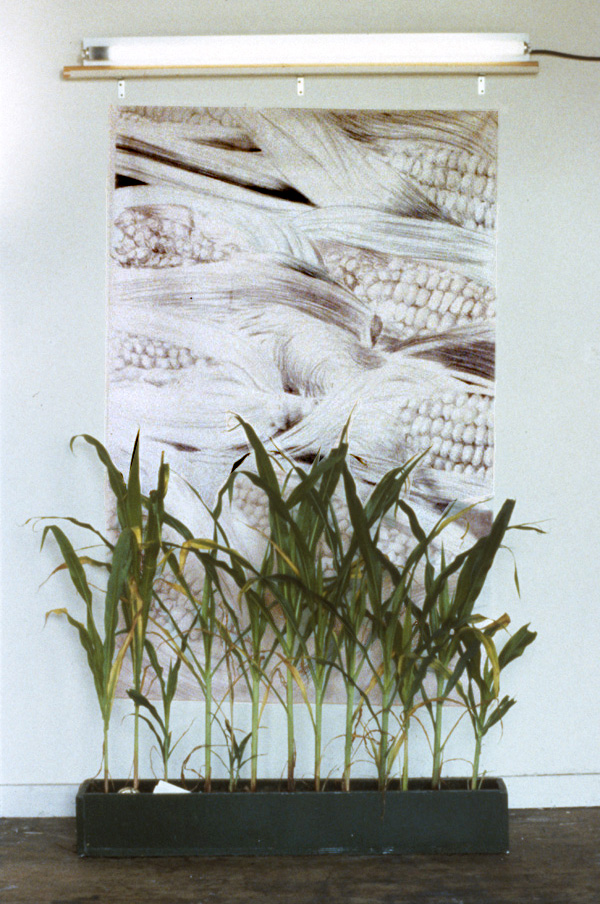 Sow Corn Seed 4 Inches Apart, Thin to 6 Inches, Harvest When Silk Are Brown and Moist  (four weeks after planting)
graphite, vellum, corn seed, garden box, soil, light, water

H. 84″  W. 42″  D. 8″

$6500