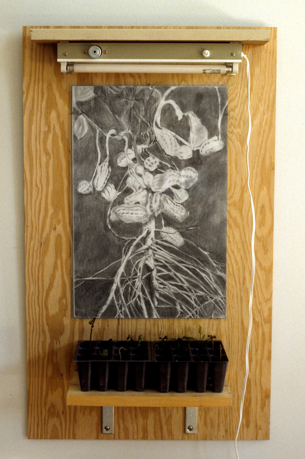 Sow Peanuts

drawing on vellum, wood, grow light, seeds in soil, container

H. 21″ W. 11″ D. 3.5″