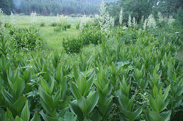 Title: Fenton Lake, New Mexico

Media: Photograph

Dimensions: On Request
