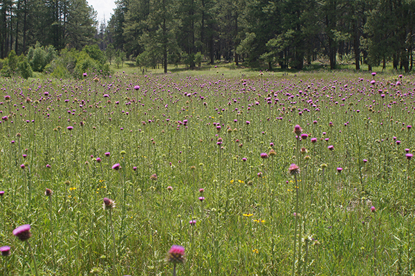 Title: Russian Thistles – Fenton Lake, New Mexico

Media: Photograph

Dimensions: On Request