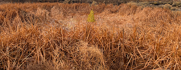 Title: Cattails in Oshara Village

Media: Photograph

Dimensions: On Request