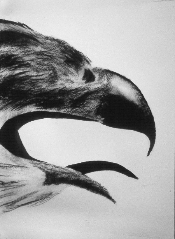 Beak

charcoal on Arches archival paper

H. 30″ W. 23″

$2500 – unframed