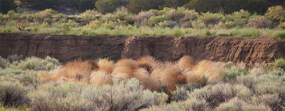Arroyo Ring Nature