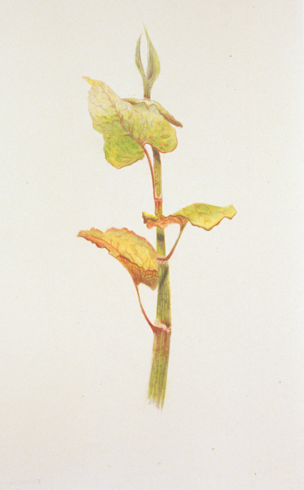 Cape Cod Roadside Flower

Arches archival paper, colored pencil

H. 22″  W. 15″

$900