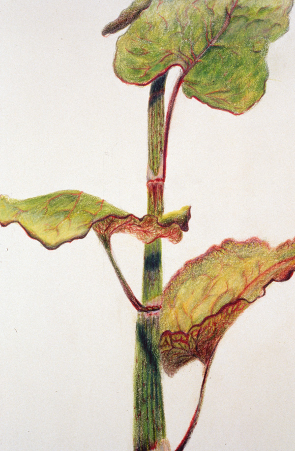 Cape Cod Roadside Flower, detail

Arches archival paper, colored pencil